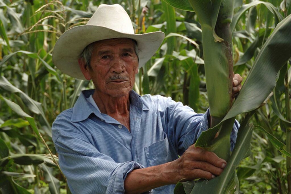 Apoyos Directos: Rescate del Campo y Bienestar Campesino 1 apoyos directos rescate del campo y bienestar campesino