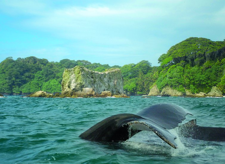 Gorgona: De Prisión a Paraíso, la Isla de Serpientes que Renació 1 gorgona de prision a paraiso la isla de serpientes que renacio