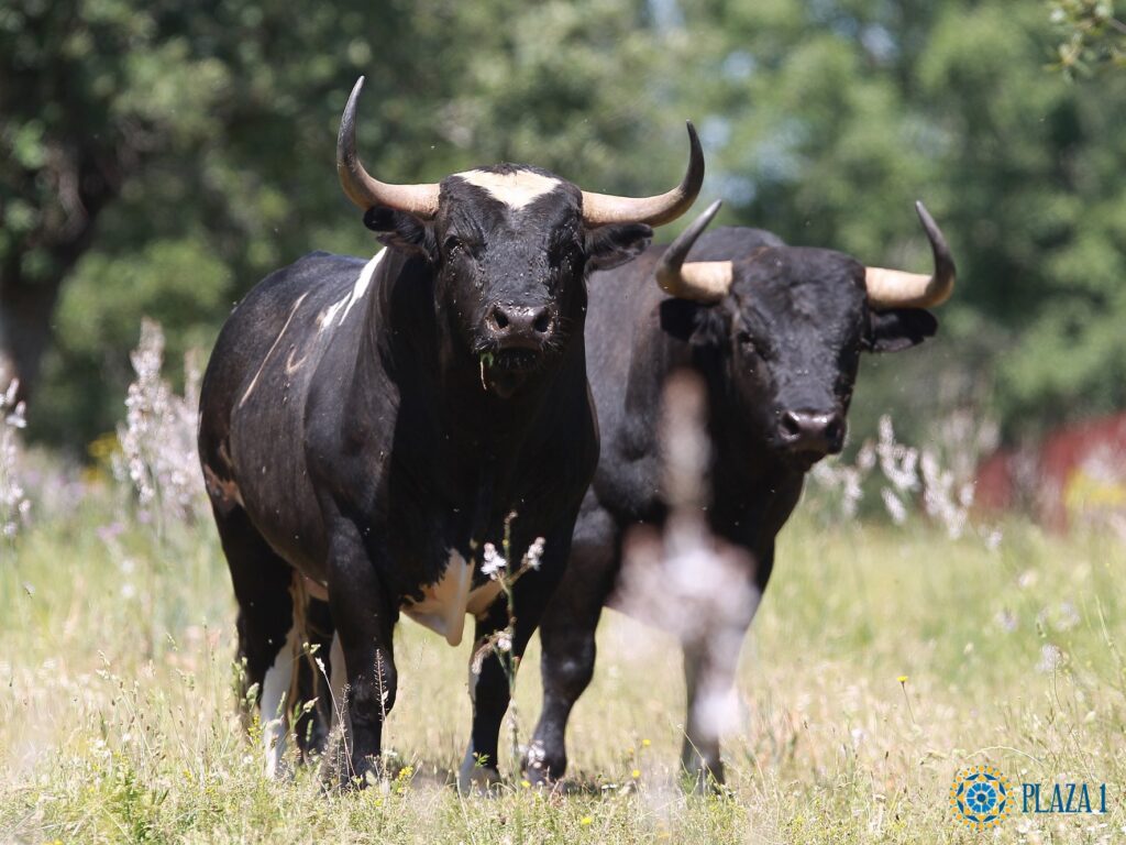 La Sabiduría del Muletero: Don Kiko y el Arte de Vivir 1 la sabiduria del muletero don kiko y el arte de vivir
