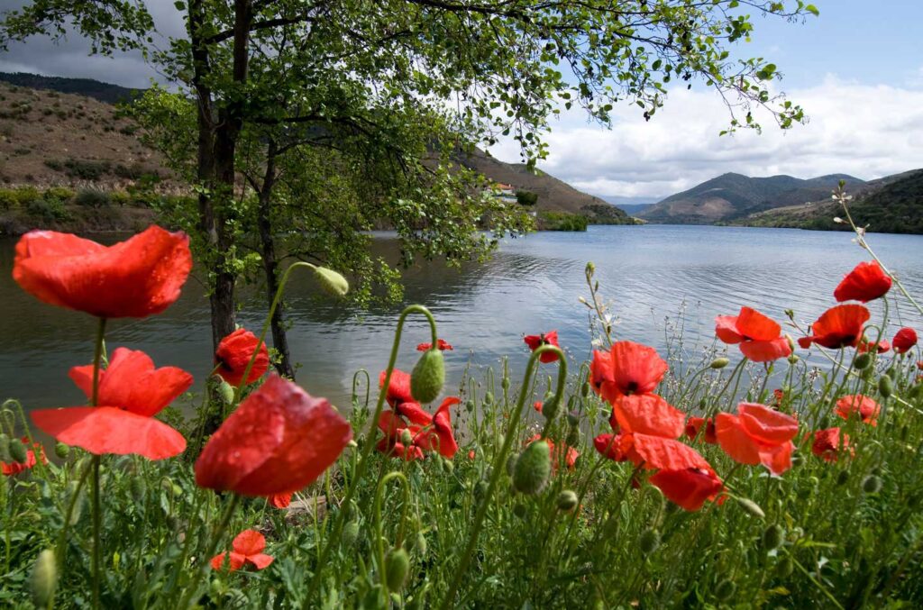 La Tribu Viñatera: Un canto a la tierra, la tradición y el vino con alma 1 la tribu vinatera un canto a la tierra la tradicion y el vino con alma
