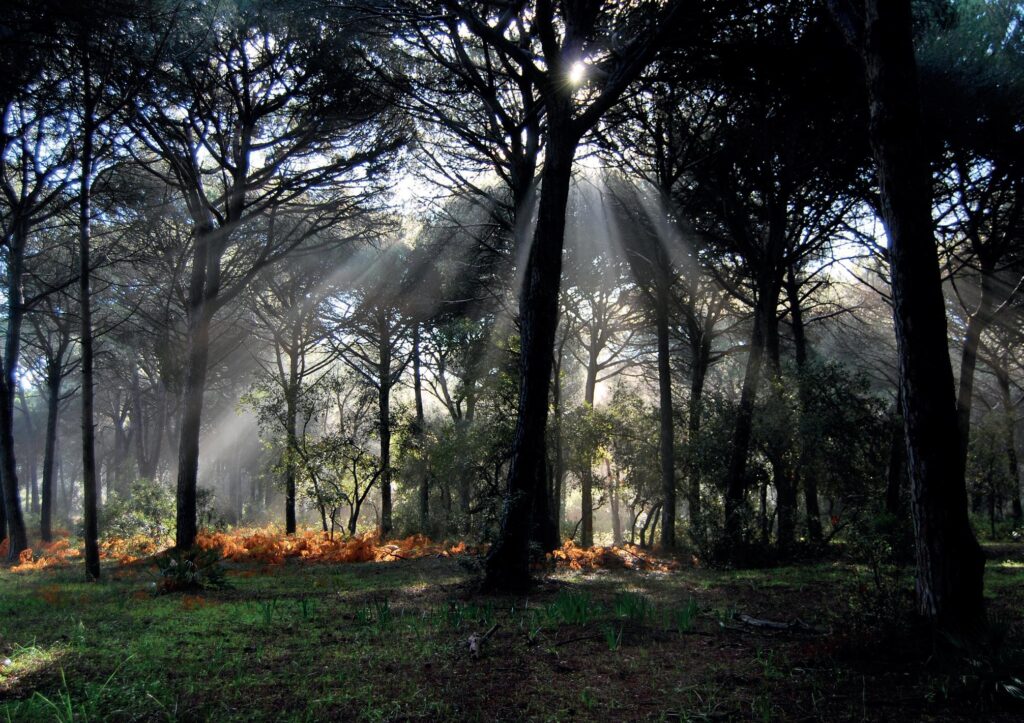 THE VITAL TRIBE: Conecta con la Naturaleza y Florece 1 the vital tribe conecta con la naturaleza y florece