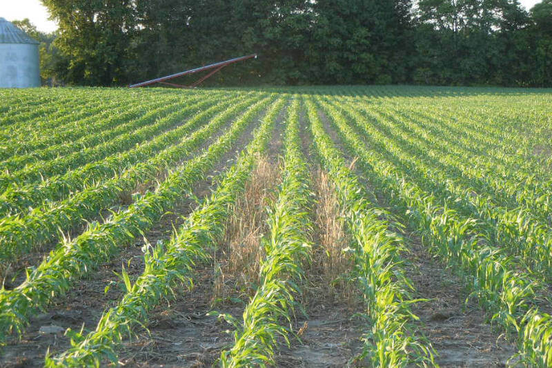 Agricultura sostenible y su impacto en la mitigación de tormentas 1 agricultura sostenible y su impacto en la mitigacion de tormentas