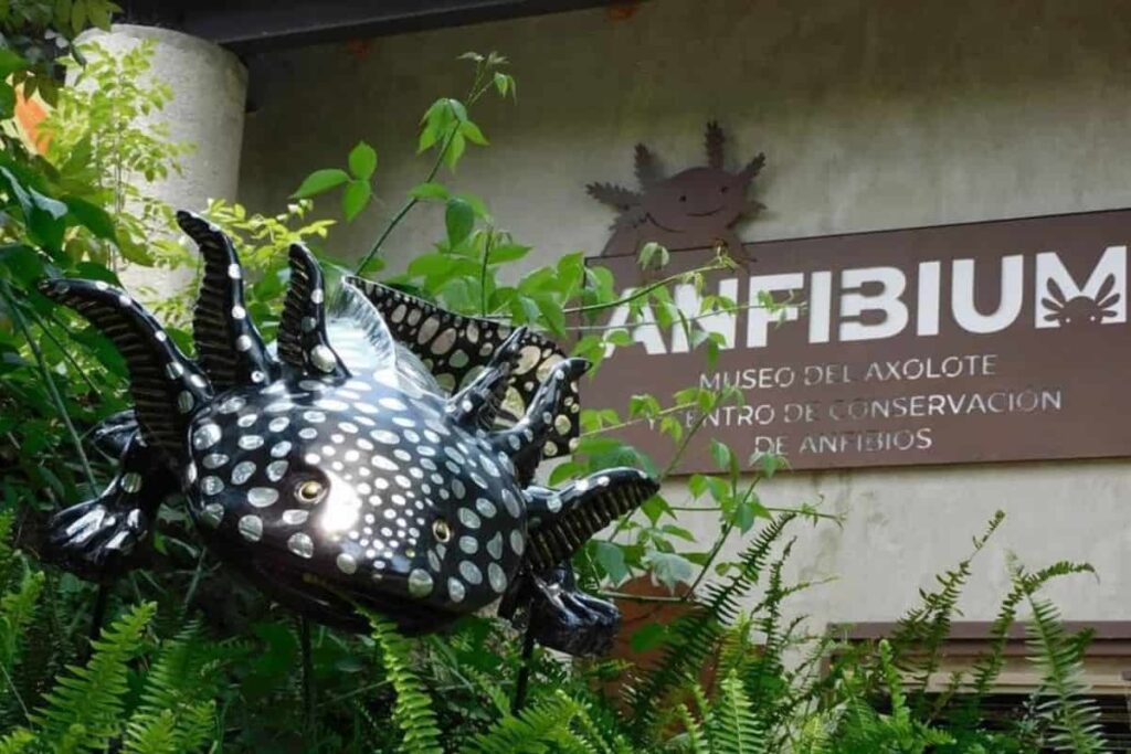 Anfibium 1 anfibium