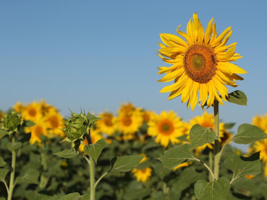 Calle Girasoles: Tráfico en Tiempo Real y Cómo Llegar - C. Girasoles 1 calle girasoles trafico en tiempo real y como llegar c girasoles