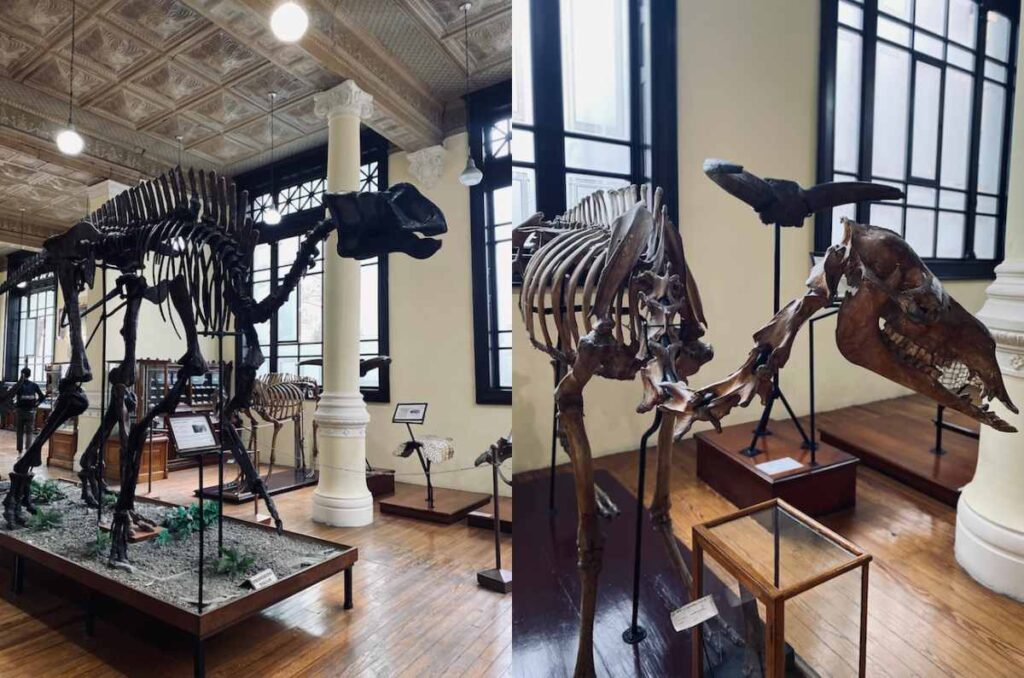 Descubre el Museo de Geología y Paleontología 1 descubre el museo de geologia y paleontologia