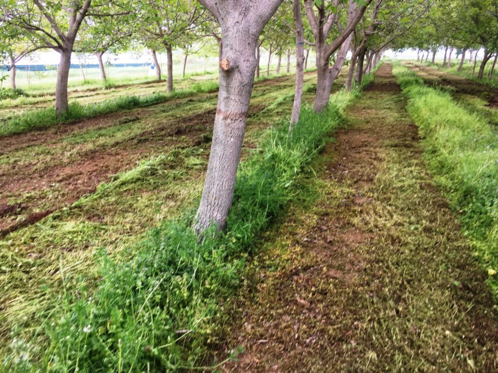 Impacto de hierbas y arbustos en el bienestar ecológico 1 impacto de hierbas y arbustos en el bienestar ecologico