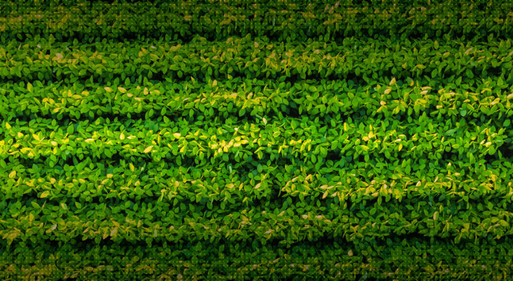 Índice de vegetación: definición y medición satelital 1 indice de vegetacion definicion y medicion satelital