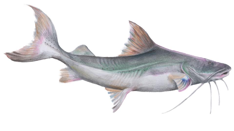 Influencia de la presión en los patrones migratorios de peces 1 influencia de la presion en los patrones migratorios de peces