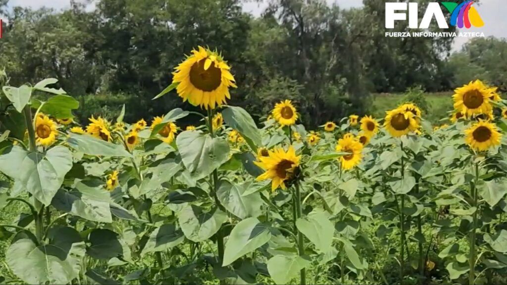 Campos de Girasoles en Illinois: 5 Lugares Imperdibles para tu Próxima Escapada 1 campos de girasoles en illinois 5 lugares imperdibles para tu proxima escapada