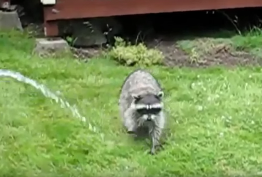 Cómo Eliminar Ardilla de tu Jardín Efectivamente 1 como eliminar ardilla de tu jardin efectivamente
