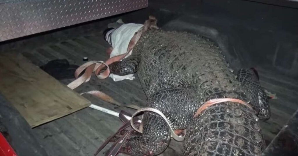 Noticias de Última Hora en Naples: Caimán Ataca a Hombre en Forest Glen 1 noticias de ultima hora en naples caiman ataca a hombre en forest glen