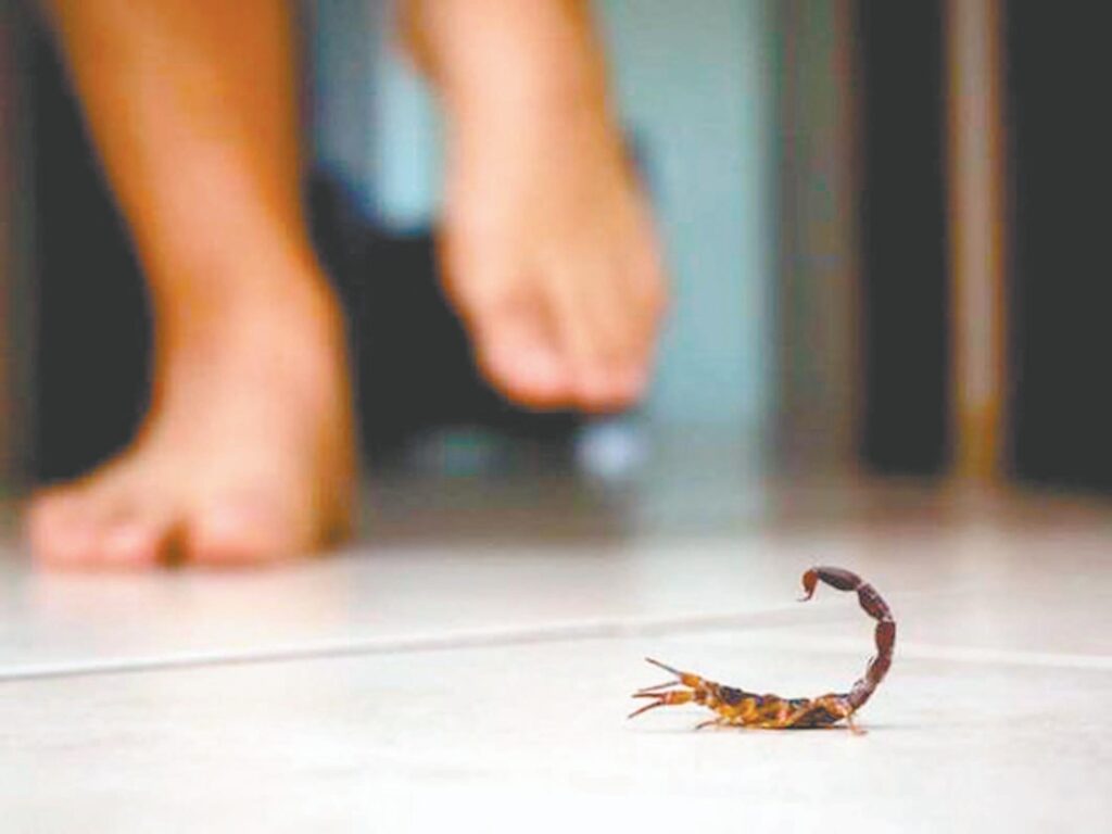 ¿Son más peligrosas las víboras de cascabel bebé que las adultas? La verdad revelada 1 son mas peligrosas las viboras de cascabel bebe que las adultas la verdad revelada
