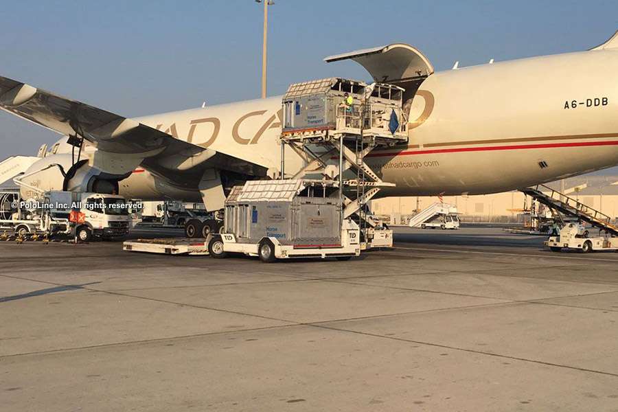 Transporte Aéreo de Caballos: Logística y Bienestar 1 transporte aereo de caballos logistica y bienestar