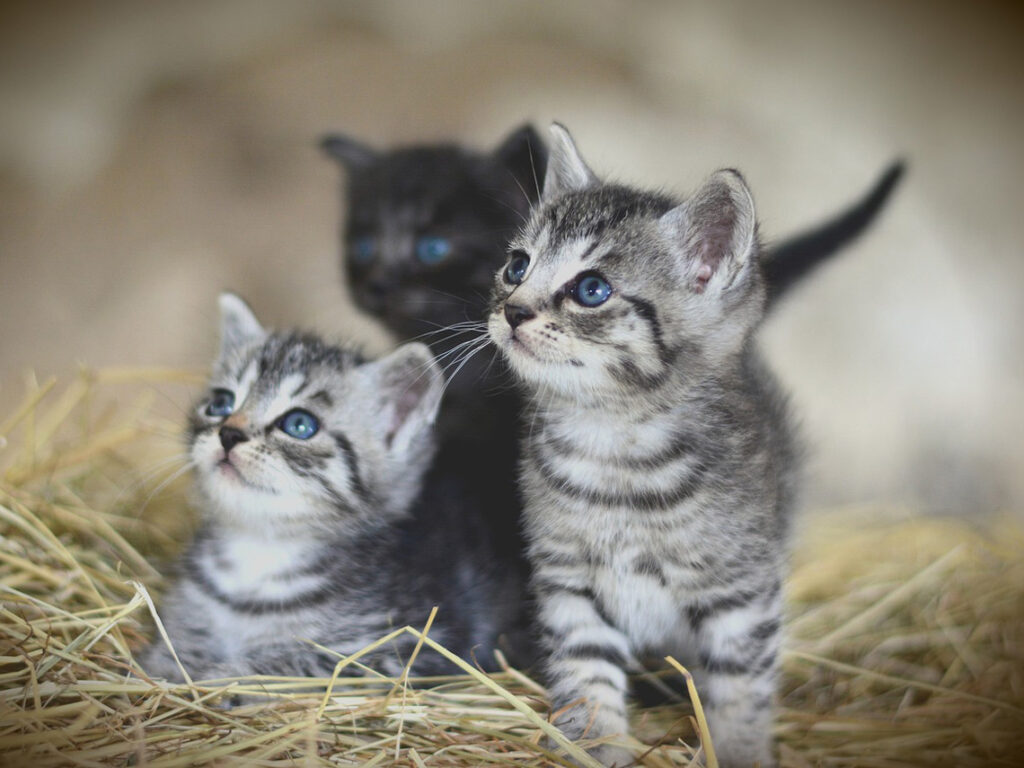 Animals Cute: La Ciencia Detrás de la Adorabilidad Animal 1 animals cute la ciencia detras de la adorabilidad animal
