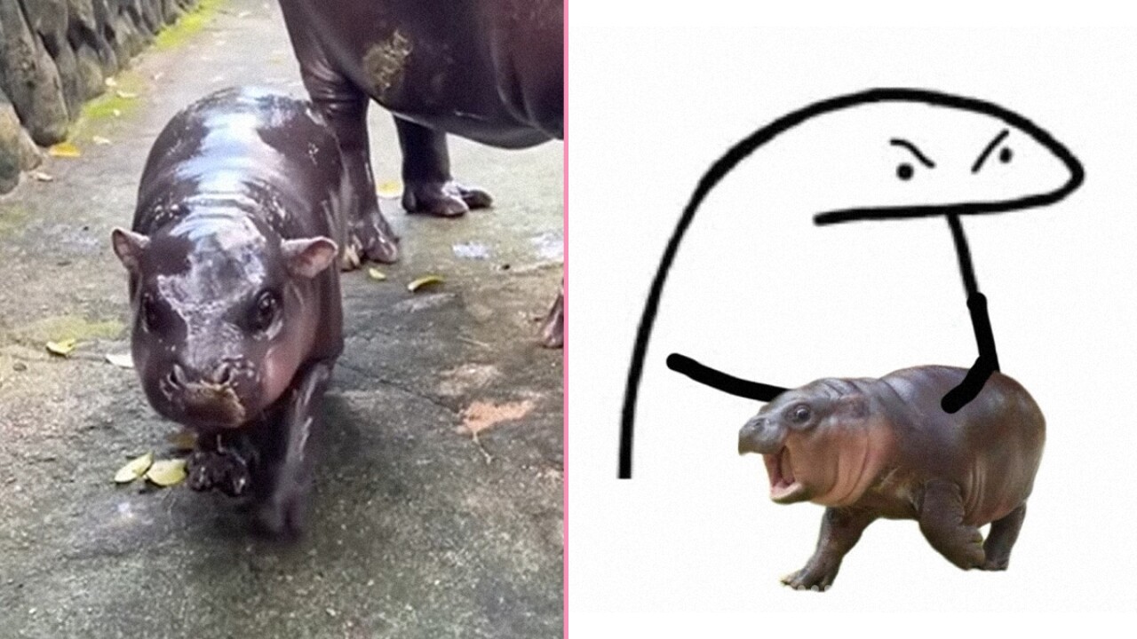 Boo Deng Meme Moo Deng: El Meme Viral del Hipopótamo Bebé que Obsesiona - Plaza ...