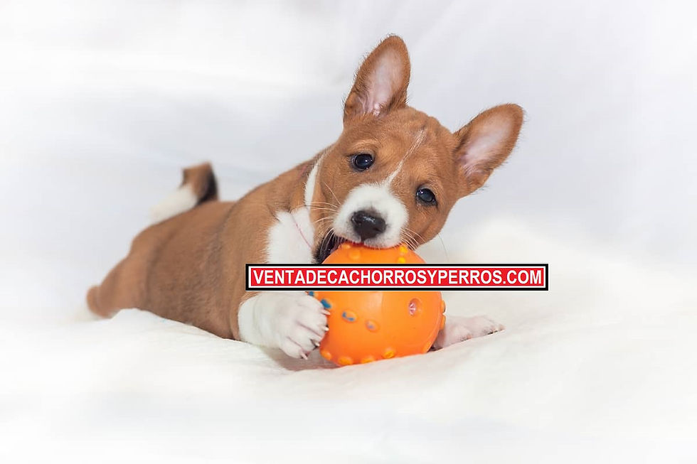 Oxxo Mascotas: Guía Completa para Cuidar a tu Mejor Amigo 1 oxxo mascotas guia completa para cuidar a tu mejor amigo
