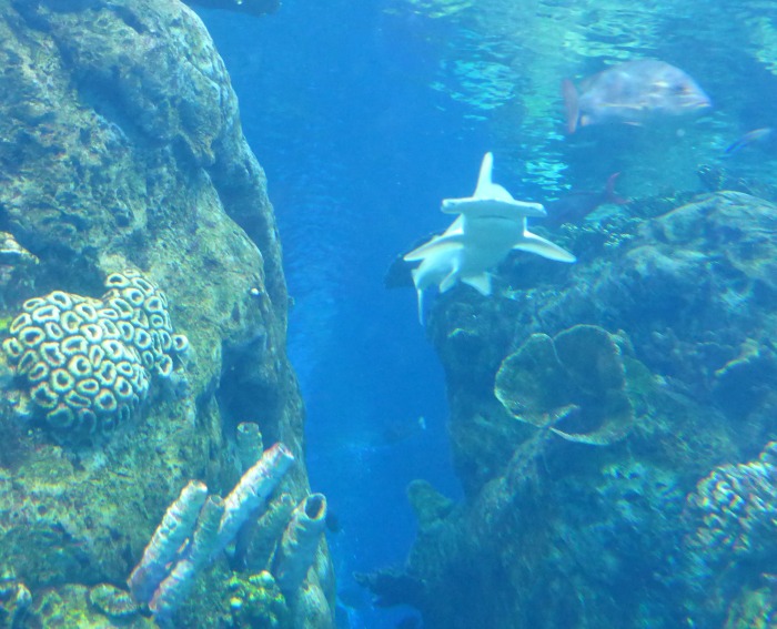 Shark Robot: El Enorme Tiburón Artificial Sorprende en Acuario 1 shark robot el enorme tiburon artificial sorprende en acuario