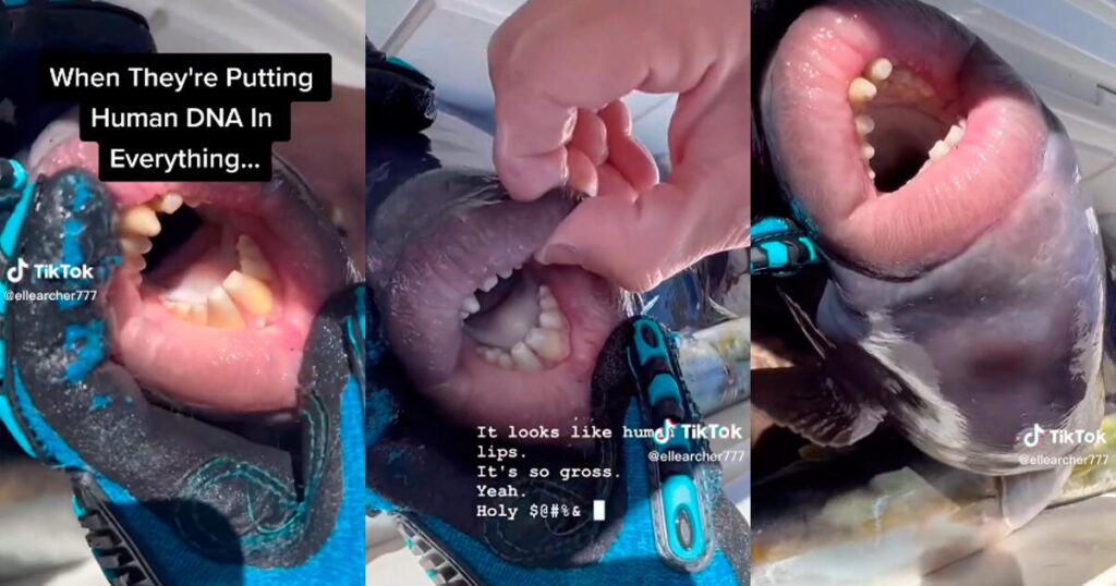 Fish Teeth Human: ¡Pez con Dientes Humanos Aterroriza Playas! 1 fish teeth human pez con dientes humanos aterroriza playas