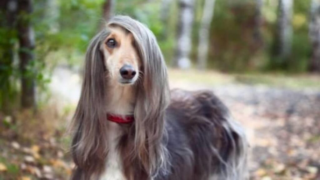 lassie dog peligra la extincion del collie de pelo largo