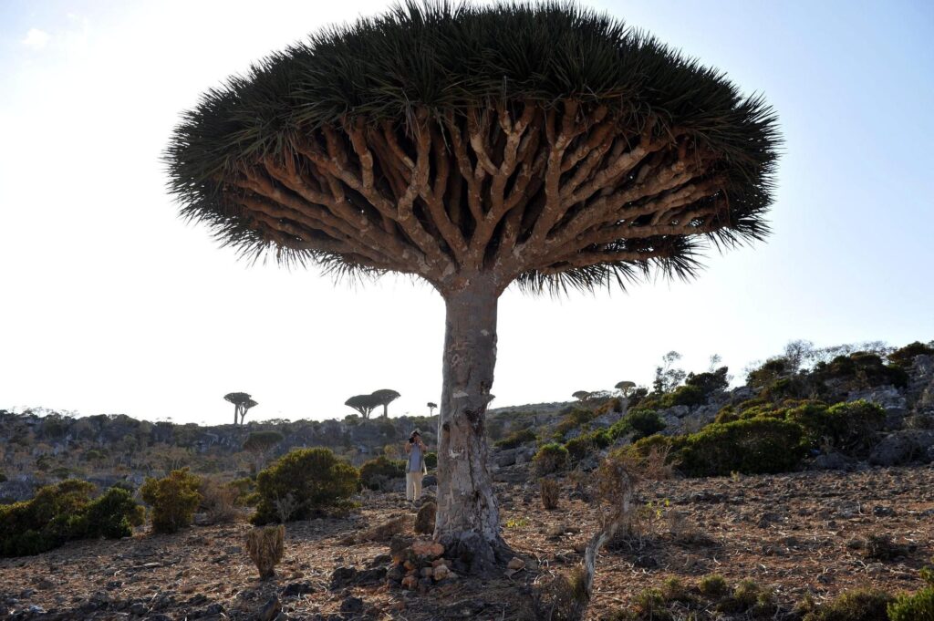 Noticias de Última Hora: Yemen Socotra, Actualidad y Análisis 1 noticias de ultima hora yemen socotra actualidad y analisis