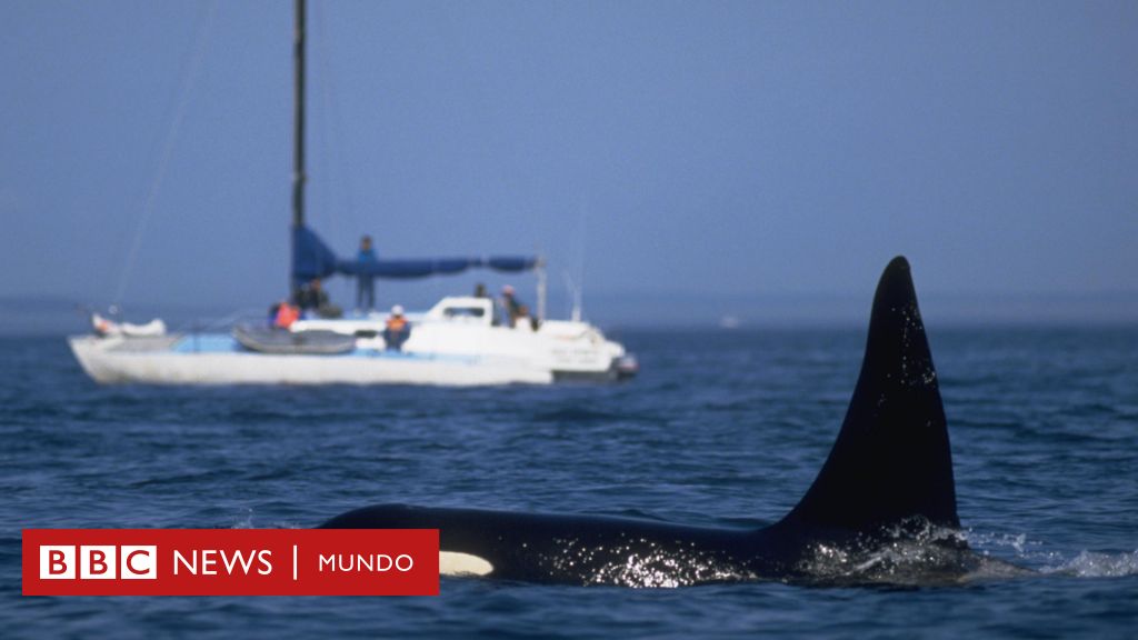 Orcas Atacan Barcos: La Razón Revelada en Gibraltar 1 orcas atacan barcos la razon revelada en gibraltar