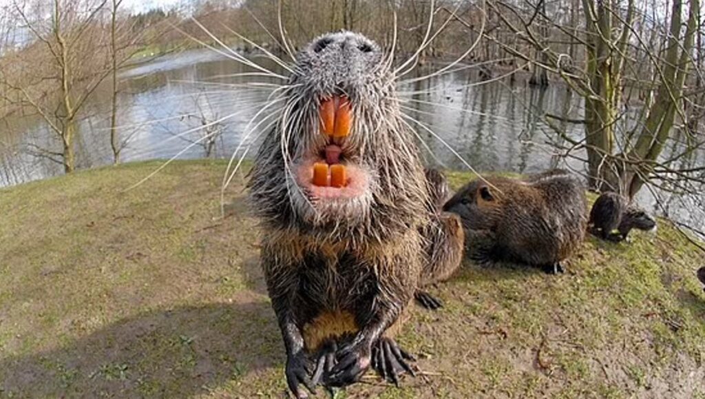 Swamp Rat Dientes Naranja: Plaga y Mascotas en EE.UU 1 swamp rat dientes naranja plaga y mascotas en ee uu