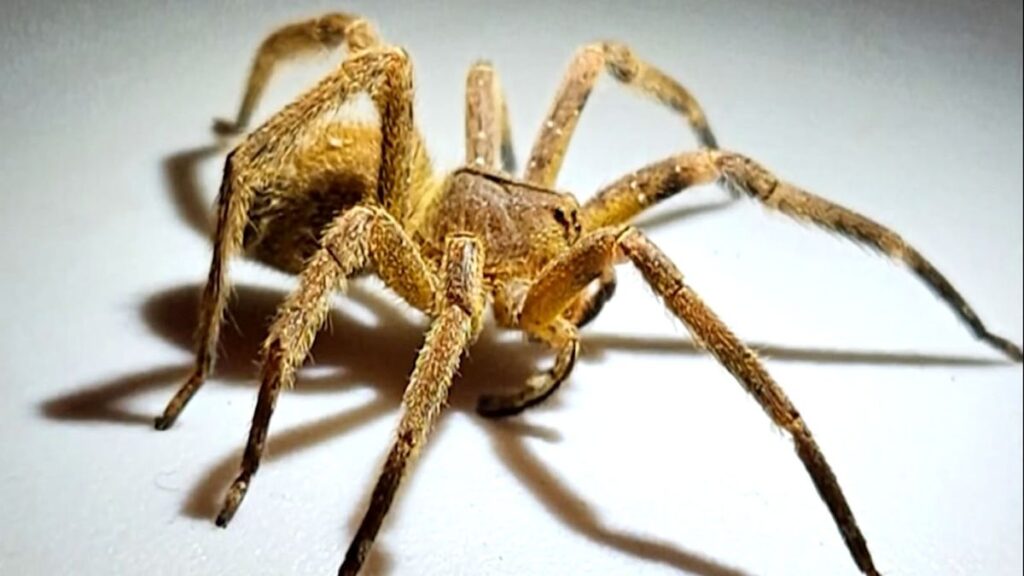 Wandering Spider: Origen, Peligros y Veneno de la Araña Errante 1 wandering spider origen peligros y veneno de la arana errante