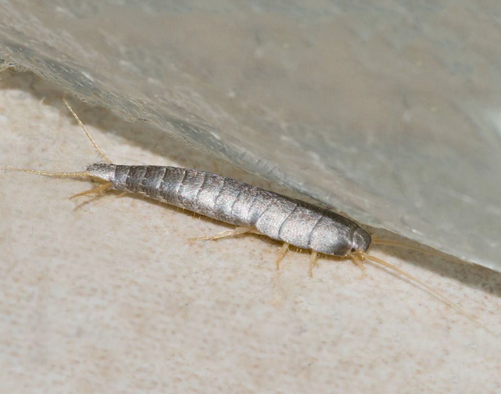 Silverfish Bugs: Plaga Invernal en Casas del Reino Unido 1 silverfish bugs plaga invernal en casas del reino unido
