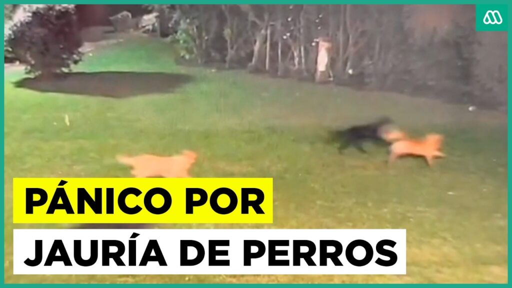 Jauría de Perros en Santo Domingo: Terror y Ataques 1 jauria de perros en santo domingo terror y ataques